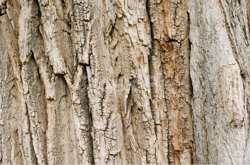 나무,자연,감성,겨울,wood,자연풍경,feeling,emotion,식물,자연,plants,nature,나무,trees,wood,텍스처,질감,패턴,texture,pattern