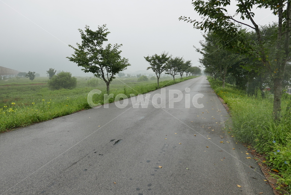 road,도로,asphalt,아스팔트,가로수,흐린날,길