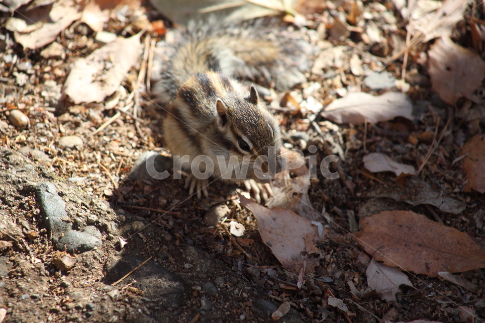 야생동물,다람쥐,줄무늬다람쥐,동물,squirrel,chipmunk,한국다람쥐,Siberianchipmunk