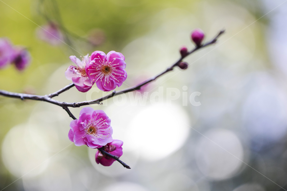 매화,매화꽃,매화나무,봄,봄꽃,꽃,홍매화,봄,계절,spring,season,식물,자연,plants,nature,꽃,flower,plant