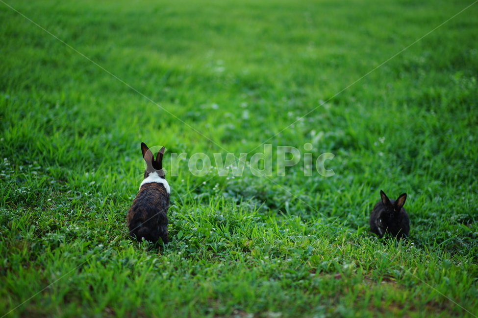 토끼,공원,초원,rabbit,park,동물,풀,초록,동물,animal,포유류,mammal