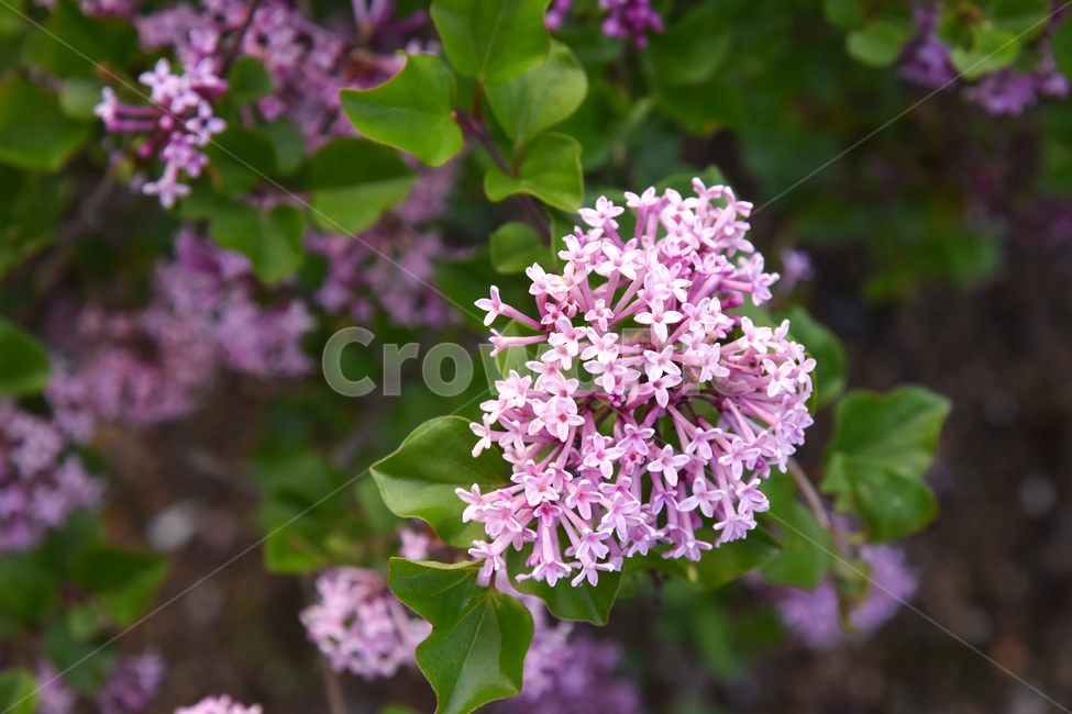 라일락,라일락꽃,꽃,자연,식물,보라색,정원,향기,여름,봄,물푸레나무,lilac,flowers,flower,garden,nature,plant,spring,summer,purple,violet,식물,자연,plants,nature,꽃,flower