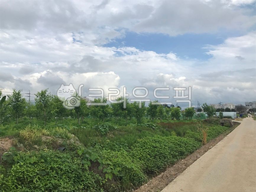 road,도로,시골,시골풍경,풍경,자연,맑은,구름,하늘,푸릇푸릇,나무,평화,여유