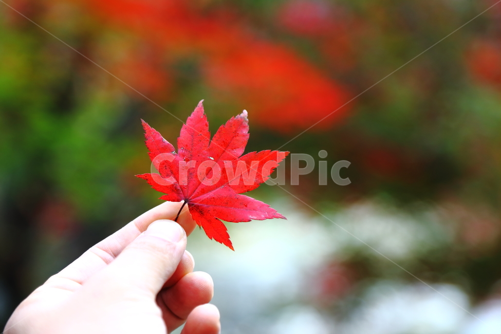 가을,단풍잎,식물,계절,plant,leaf,잎,인간,사람,person,human,신체일부,손,가을,계절,fall,autumn,season,tree,나무