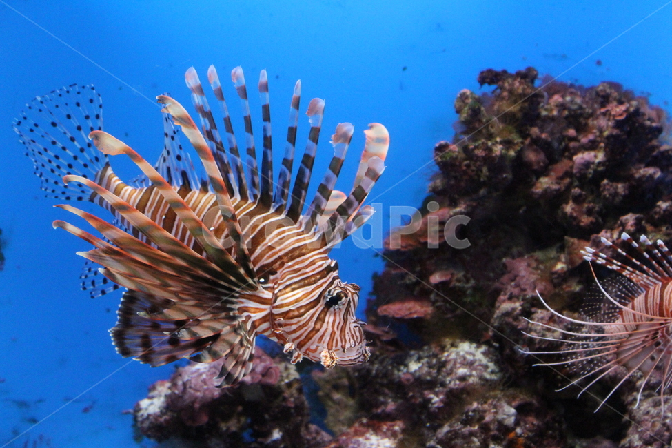 물고기,아쿠아리움,수족관,어항,바다,바닷속,관상어,특이한물고기,생선,동물,animal,어류,물고기,fish