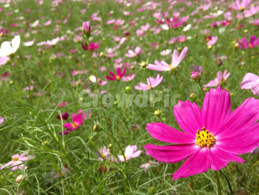 가을,오죽헌,코스모스,plant,식물,꽃,식물,자연,plants,nature,꽃,flower
