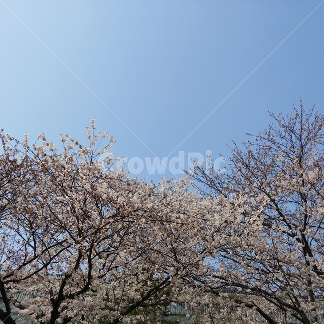 벛꽃,봄,식물,plant,하늘,생명,봄,계절,spring,season