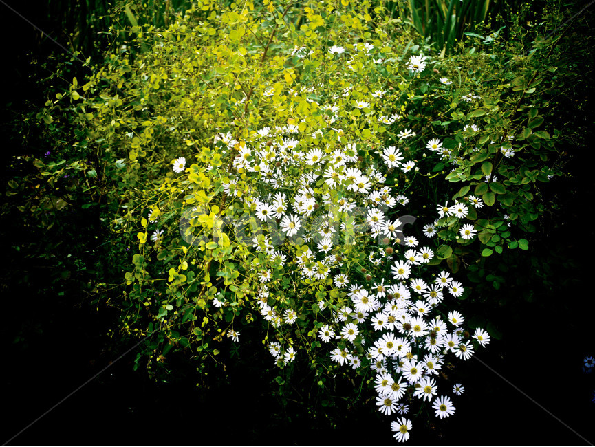 야생화,들국화,싸릿꽃,어울림,여름,식물,자연,plants,nature,꽃,flower