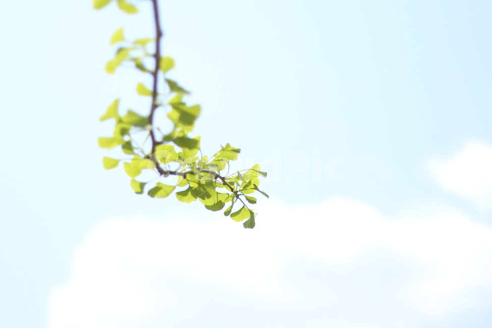 은행나무,연두,새순,파란하늘,봄,식물,자연,plants,nature