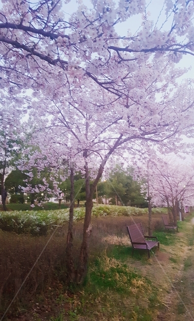 벚꽃,벤치,벤치의자,벚꽃길,휴식,산책길