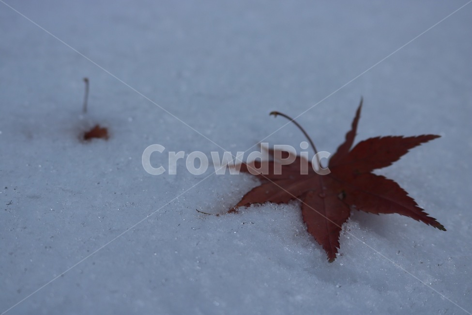 눈,자연,흰색,나뭇잎,단풍,갈색,snow,yuki,nature,white,shiro,leaf,maple,kouyou,brown,chairo,겨울,winter,huyu