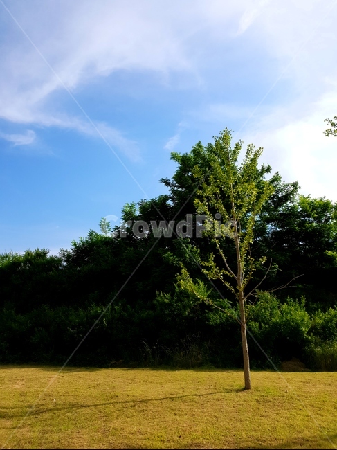 은행나무,나무,풍경,하늘,구름,식물,자연,plants,nature,나무,trees,wood