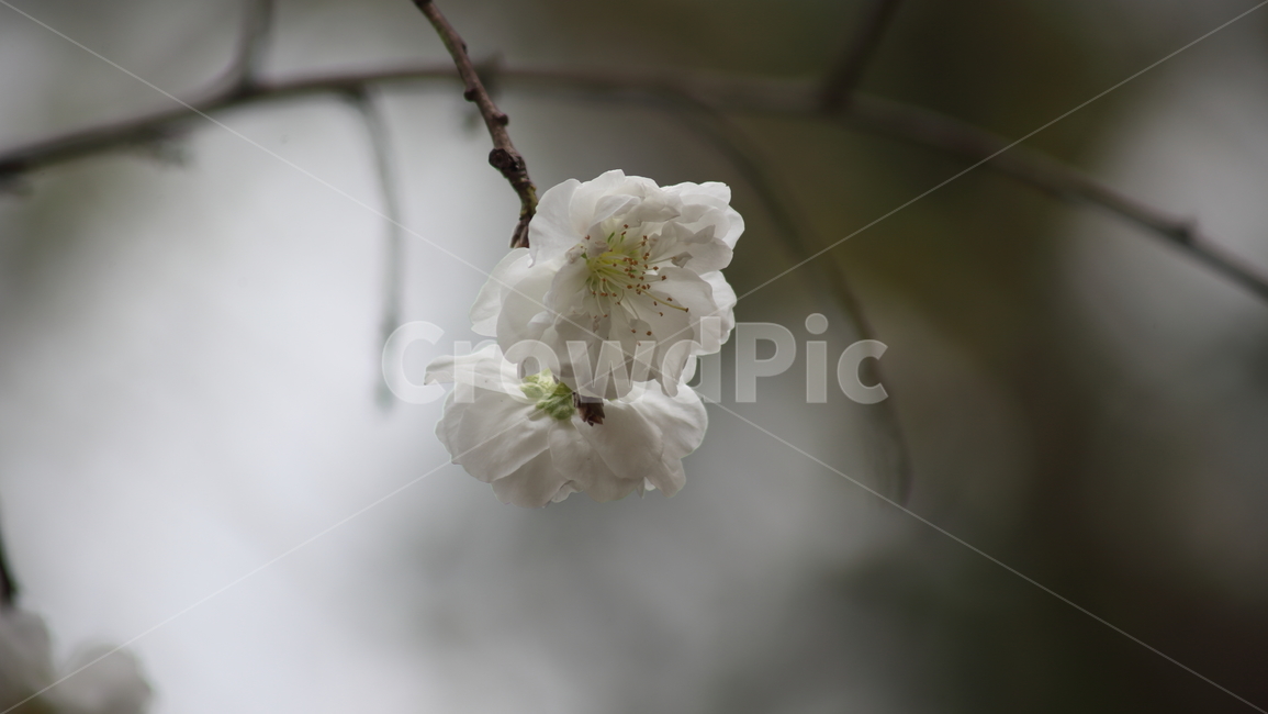 옥매,옥매꽃,봄,꽃,prunusglandulosa,매화