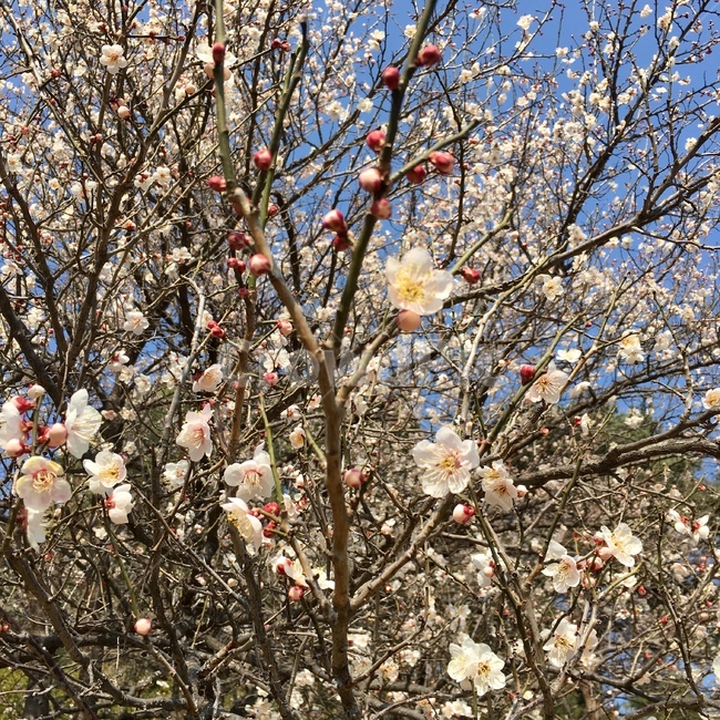 벚꽃,봄,꽃,봄꽃,벚나무,자연풍경,봄,계절,spring,season,식물,자연,plants,nature,꽃,flower,plant,blossom