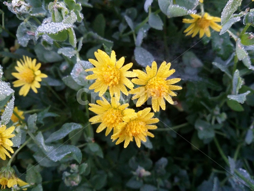 plant,식물,꽃,자연,flower,식물,자연,plants,nature,꽃,flower