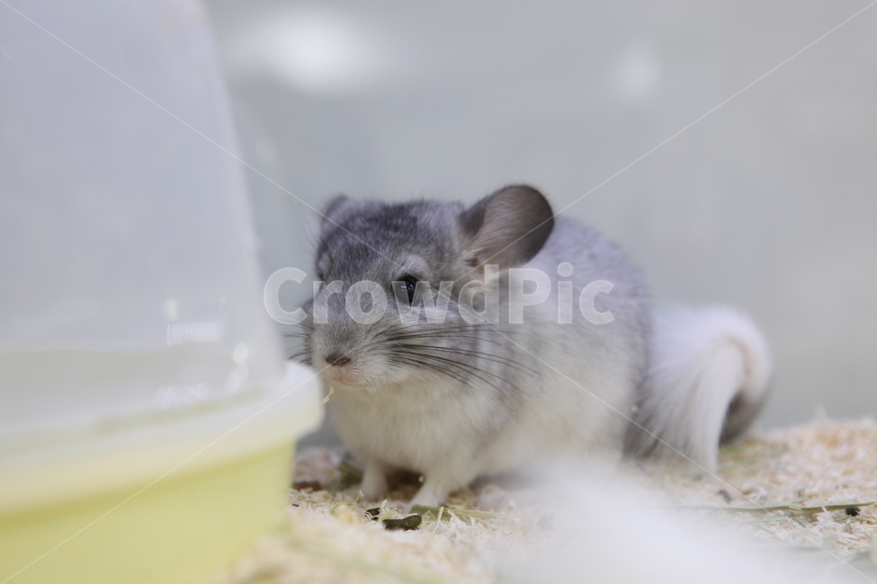 쥐,동물,animal,mouse,쥐띠,2020년,포유류,설치류,동물,animal,포유류,mammal