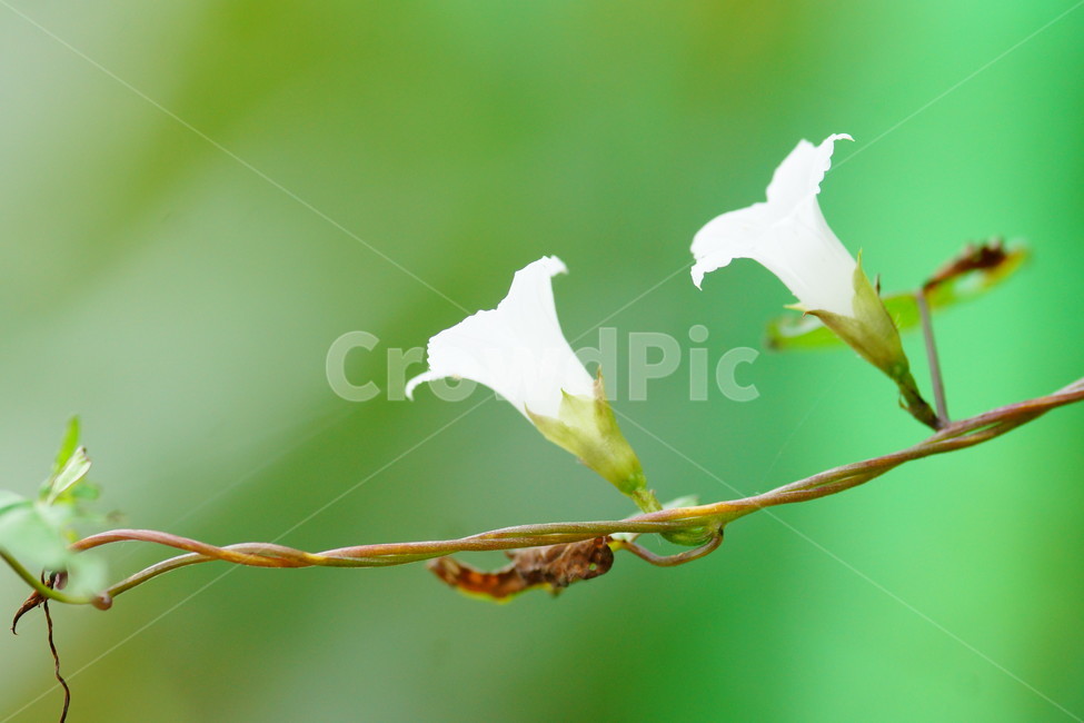 flower,꽃,plant,식물,blossom,식물,자연,plants,nature,꽃,flower