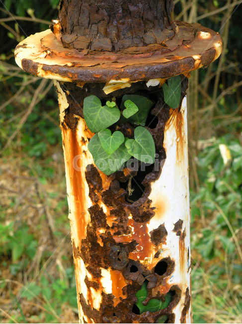 빈티지,생명력,식물,오래된,올드,녹슨,plant,old,낡은,ivy,세월,식물,자연,plants,nature,빈티지사진,빈티지느낌,빈티지감성,vintage