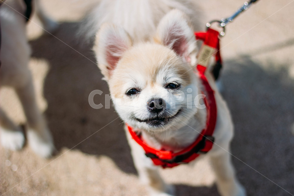 개,강아지,포메리안,눈부심,귀여움,동물,animal,포유류,mammal,개,강아지,dog,doggy