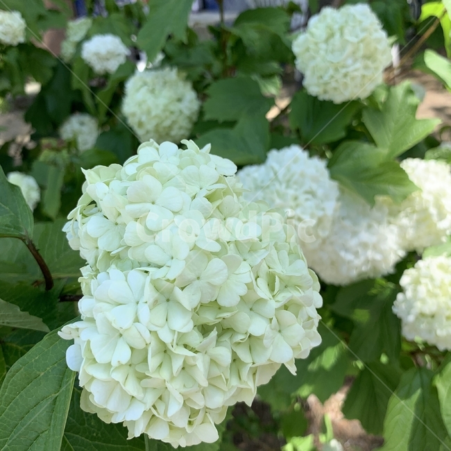 꽃,수국,식물,정원,공원,하얀꽃,flower,plant,park,garden