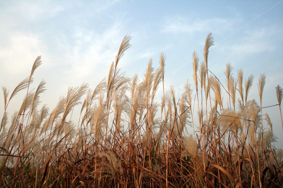 억새,식물,plant,가을,하늘,가을,계절,fall,autumn,season,식물,자연,plants,nature
