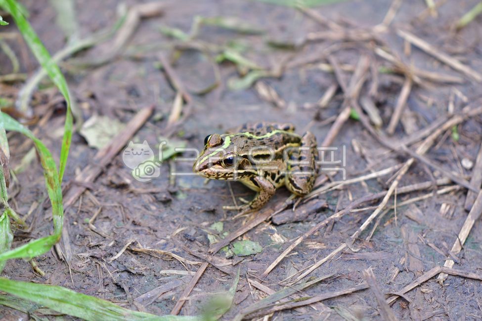 wild animals,amphibian,chordate,frog,amphibia,rice field frog,animal,lizard,amphibians,wildlife