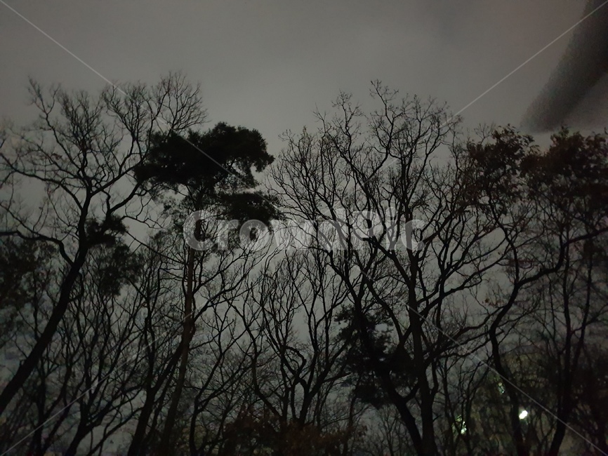 나무,자연,어둠,심플,소나무