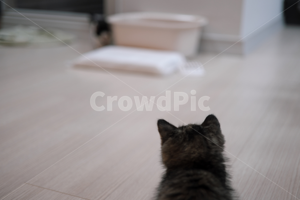 고양이,반려동물,cat,코숏,코리아숏헤어,스코티쉬스트레이트,동물,animal,포유류,mammal,고양이,cat,kitten,kitty