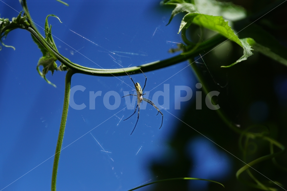 거미,거미줄,곤충,벌레,동물,식물,자연,줄기,여름,nature,animal,spider,summer,하늘,계절,season,감성,접사,macro,풍경,landscape,동물,animal,곤충,벌레,insect,bug