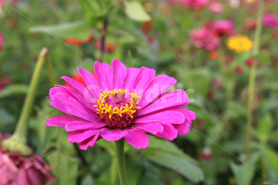 백일홍,꽃,백일홍꽃,식물,자연,국화과,식물,자연,plants,nature,꽃,flower