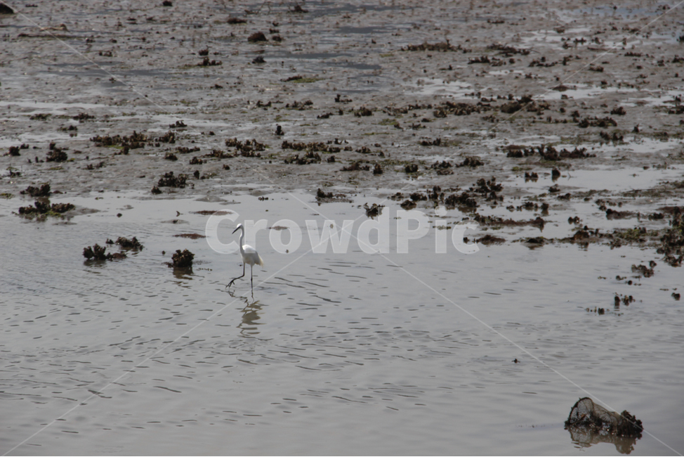 갯벌,백로,자연,유유자적,바닷가,바다,nature,bird,잔잔함,평화로움,평화,자연,풍경,nature,landscape,ardeidae,아르 데이다에,egret,heron,헤론,새,waterfowl,물새,animal,동물