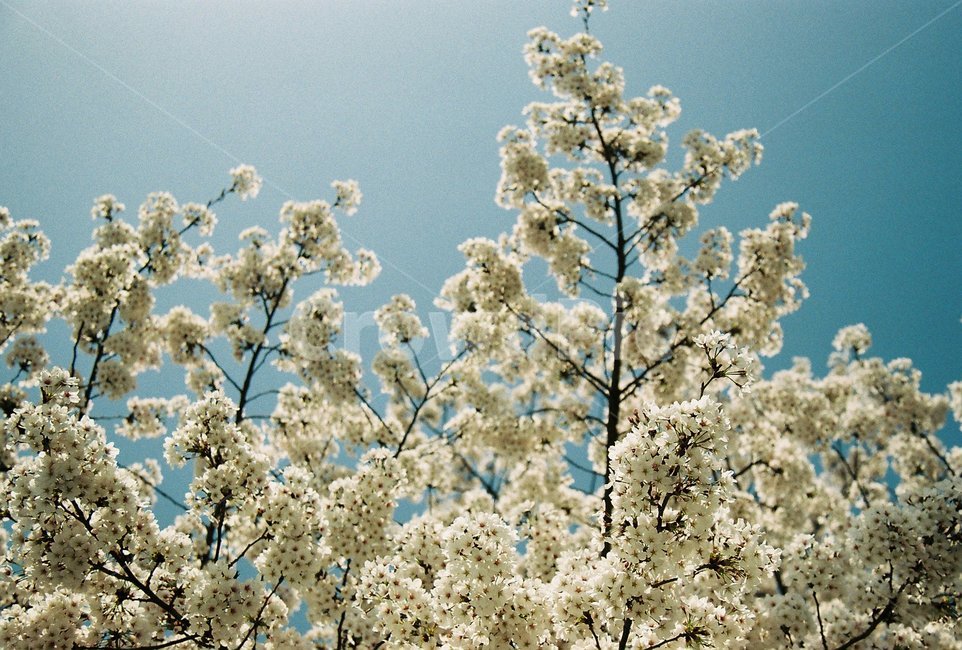봄,꽃,벚꽃,하늘,필름,빈티지,나들이,데이트,피크닉,봄,계절,spring,season,식물,자연,plants,nature,꽃,flower,plant