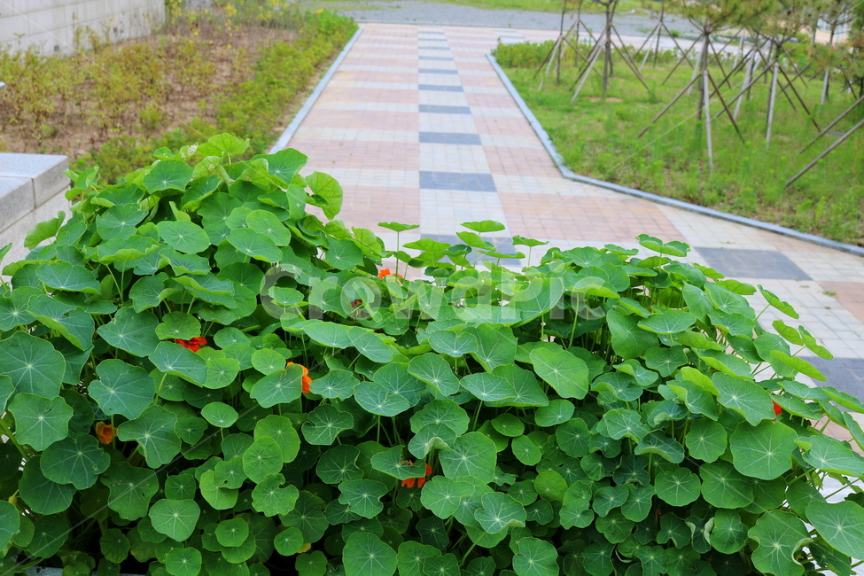 한련화,금련화,식물,허브,한련,금련,식물,자연,plants,nature