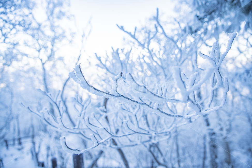 태백산,상고대,겨울,눈꽃,겨울풍경,풍경,산,겨울산,설산,nature,자연,겨울,계절,winter,season,자연,풍경,nature,landscape