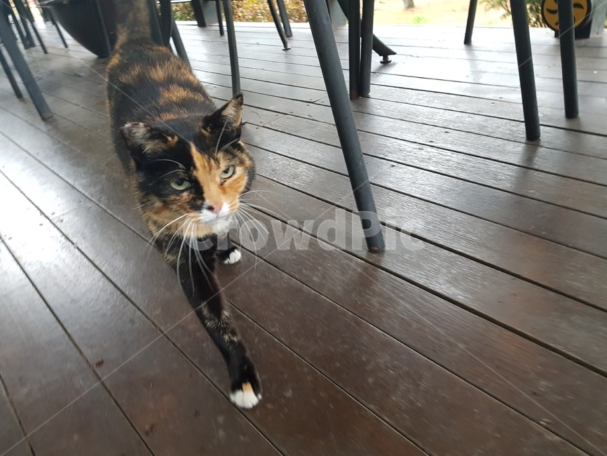 고양이,호랑이털고양이,고양이사진,귀여운고양이,고양이얼굴,앙증맞은고양이,동물,animal,포유류,mammal,고양이,cat,kitten,kitty