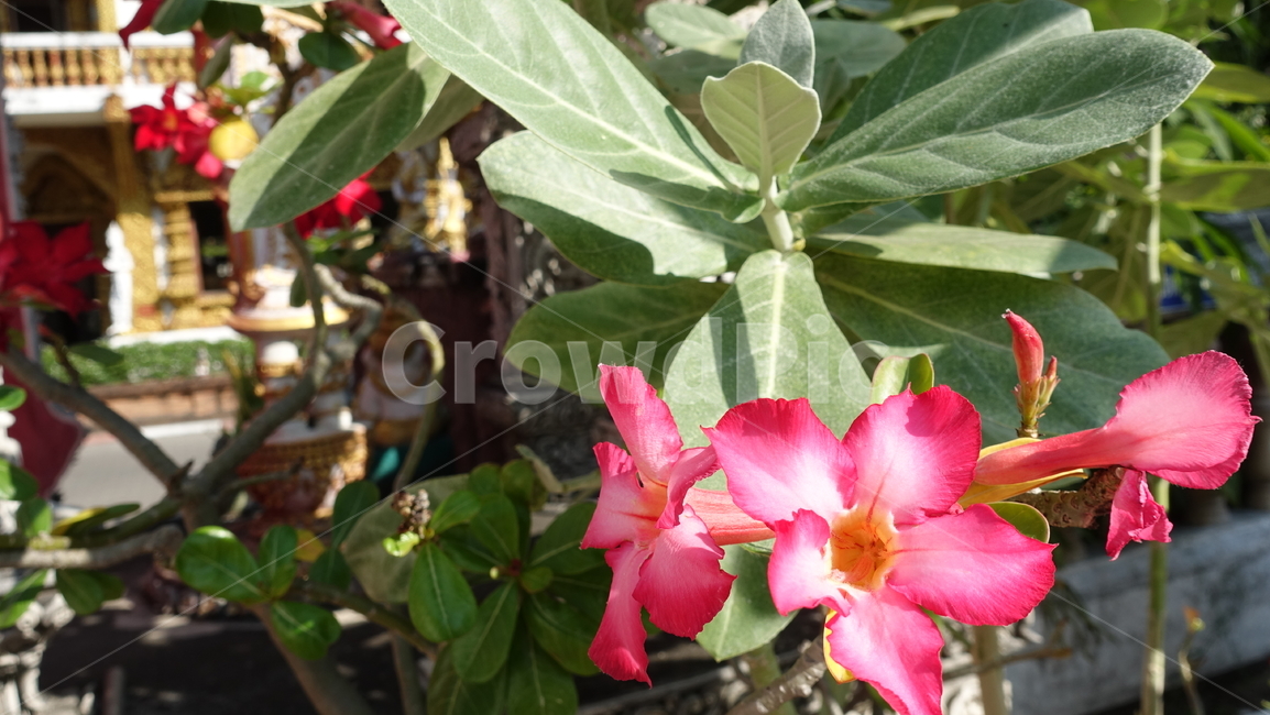 flower,tropic,plant,summer,여름,꽃,꽃송이,blossom,열대,식물,야외,outdoor,green,초록