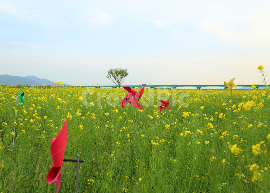 엽서,봄,바람개비,유채꽃,꽃밭,유채,꽃,field,들,nature,자연,하늘