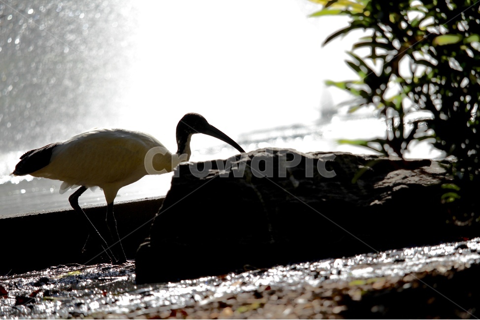 새,자연,여름,분수,동물피사체,bird,australiabird,summer,동물,animal,조류,새,birds