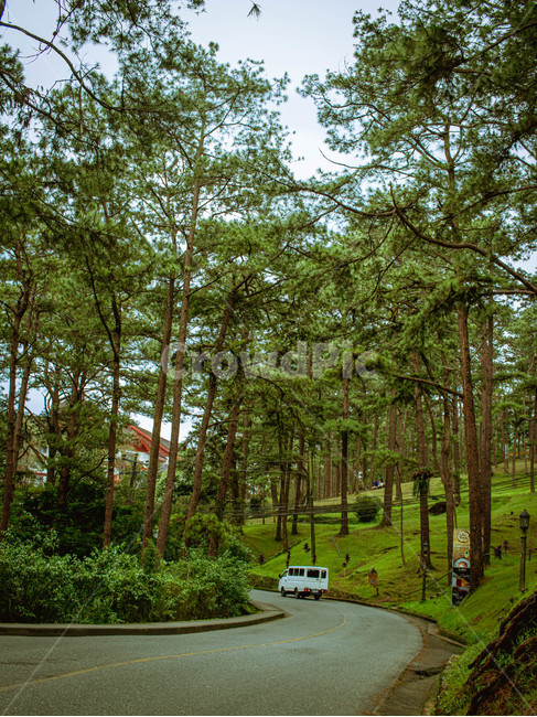 phillppines,road,도로,tree,나무,plant,식물,자연,풍경,nature,landscape