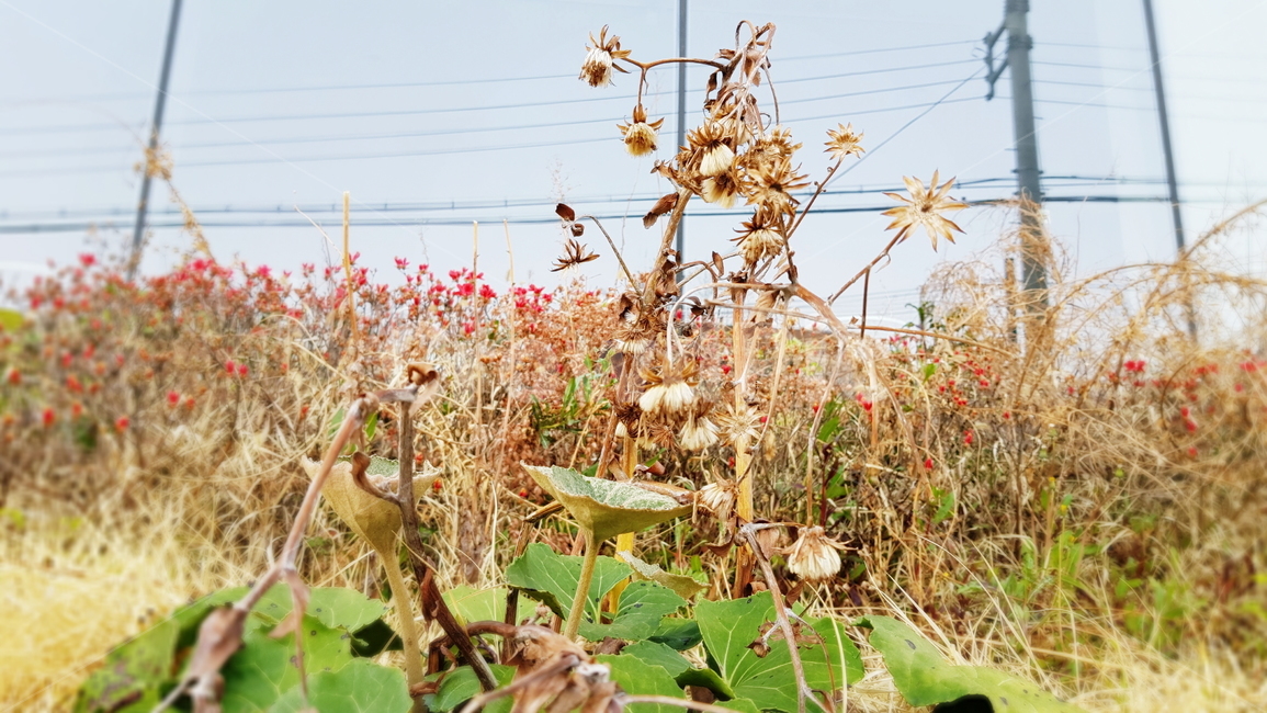 라일락,꽃,풍경,시든꽃,팬지,컬러풀,식물,자연,plants,nature,꽃,flower