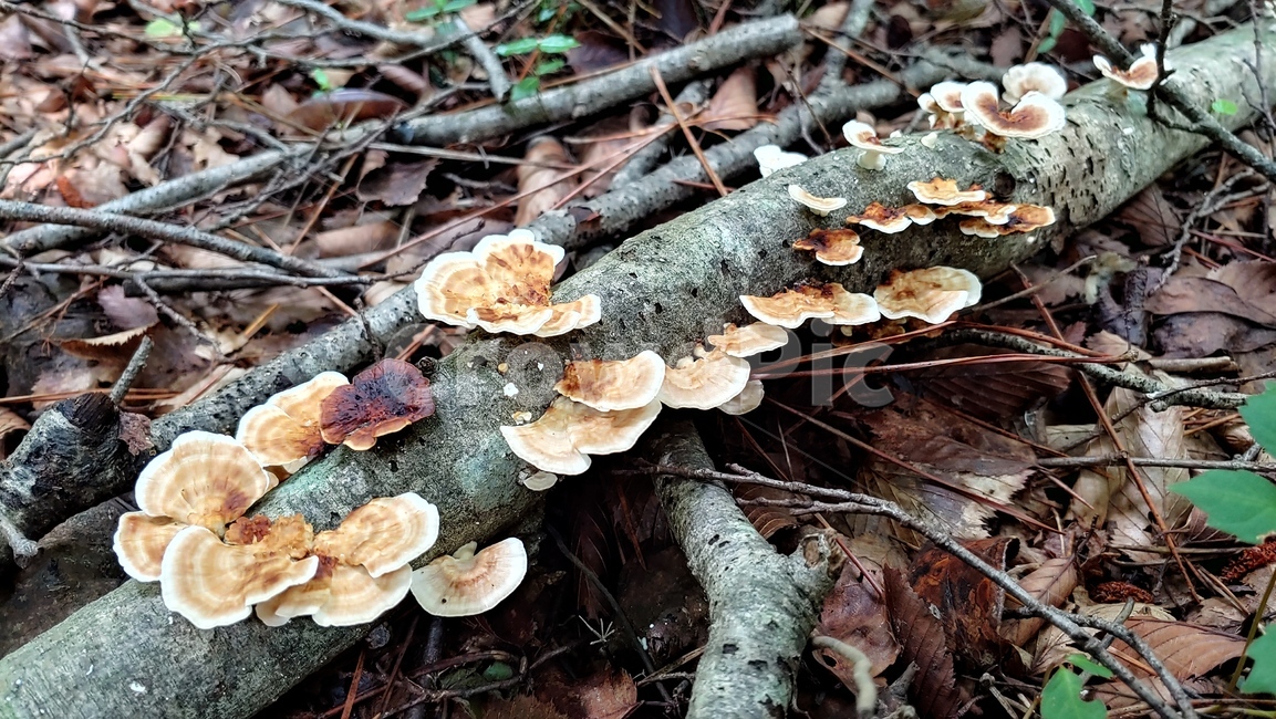 버섯,야생버섯,독버섯,afieldmushroom,setas,버섯,mushroom