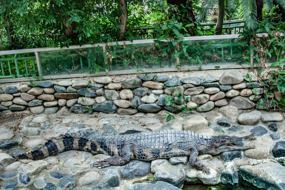 도마뱀,lizard,crocodile,animal,동물,악어,동물,animal,파충류,양서류,reptile,amphibian
