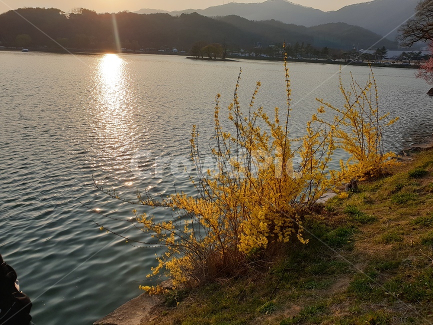 outdoors,자연,nature,호수,개나리,노란꽃,물,water,옥외,꽃,flower,plant,물결