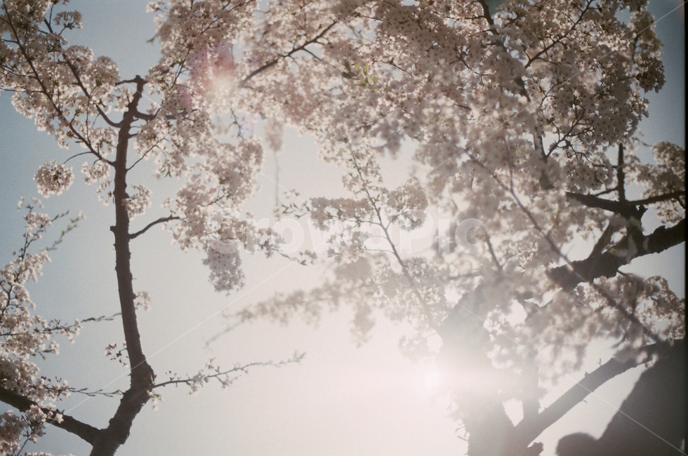 봄,벚꽃,꽃,일본,하코다테,감성,풍경,계절,spring,flower,식물,자연