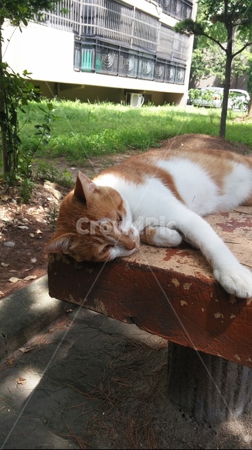 고양이,cat,길고양이,길냥이,밴치,낮잠,여유,animal,풍경,감성,감성사진,배경,배경화면,휴식,streetcat,동물,animal,고양이,cat,kitten,kitty