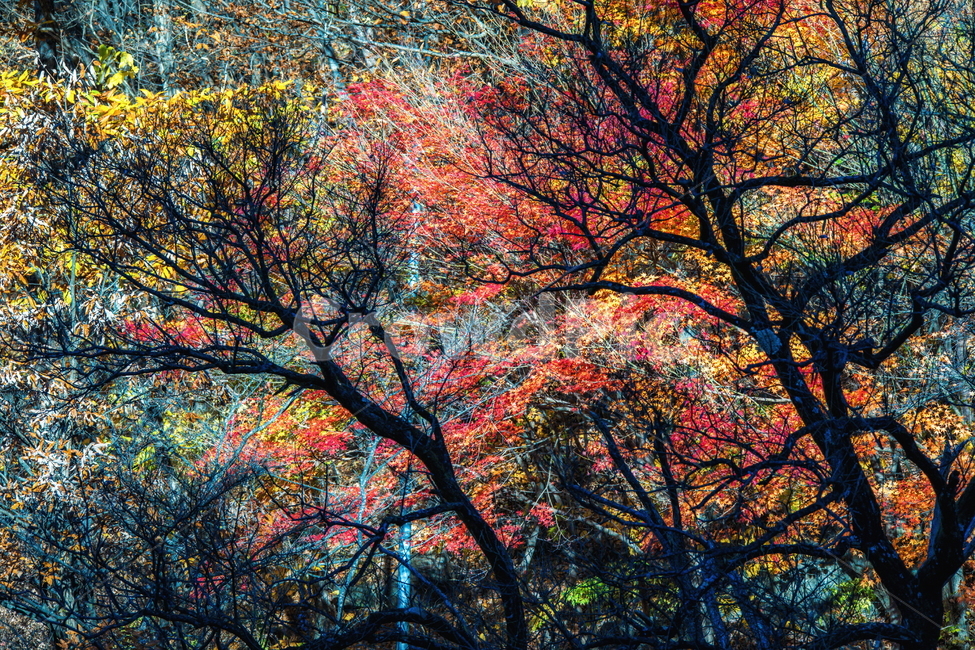 단풍,가을,autumn,fall,계절,가을,계절,fall,autumn,season,자연,풍경,nature,landscape,tree,나무,plant,식물,maple,leaf,잎
