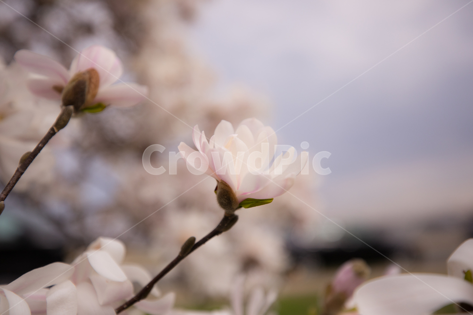 꽃,나무,하늘,봄꽃,화사한꽃,핑크,자연,봄향기,봄,계절,spring,season,식물,자연,plants,nature,꽃,flower,plant,blossom