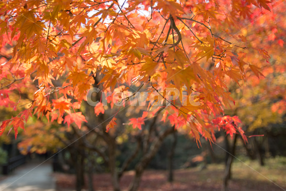 가을,단풍,풍경,산책,등산,산,가을산,가을,계절,fall,autumn,season,식물,자연,plants,nature,leaf,잎,plant,tree,나무,maple