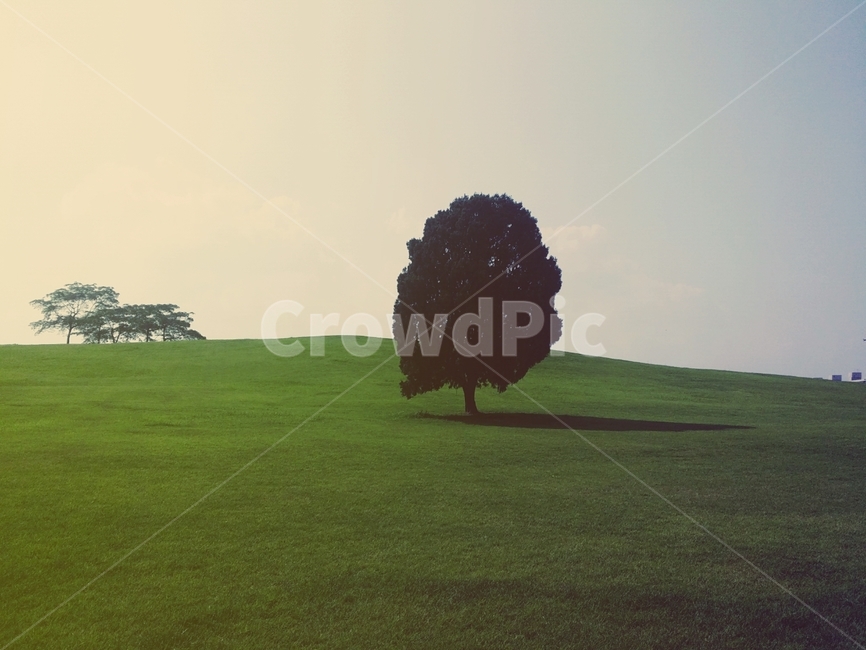 올림픽공원,나홀로나무,식물,grass,잔디,lawn,식물,자연,plants,nature,나무,trees,wood