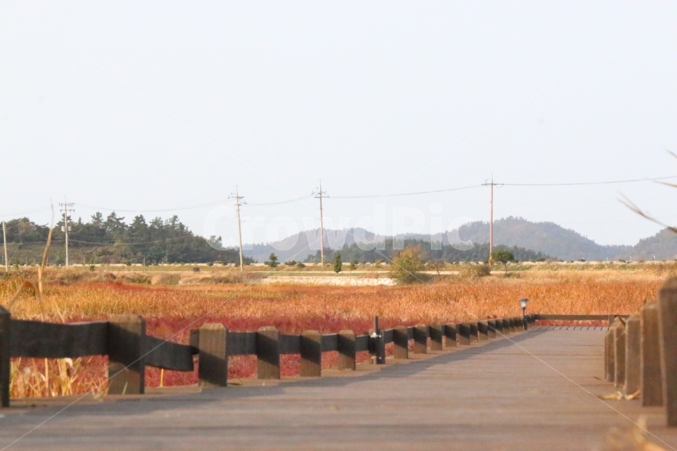 염전,길,칠면초,쓸쓸함,지도,가을,계절,fall,autumn,season,자연,풍경,nature,landscape,한국자연풍경,한국자연경관,korea nature landscape,시골,마을,country,rural,town